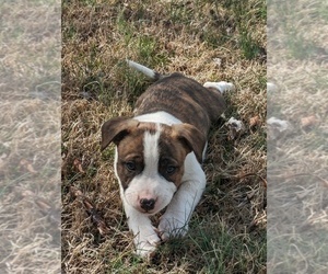 American Bully-Border Collie Mix Dog for Adoption in CADIZ, Kentucky USA