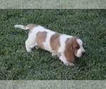 Small Photo #2 Basset Hound Puppy For Sale in MEMPHIS, MO, USA