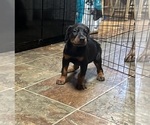 Small #3 Doberman Pinscher