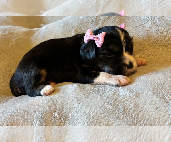 Medium Photo #1 Aussalier Puppy For Sale in PICAYUNE, MS, USA