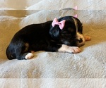 Image preview for Ad Listing. Nickname: Mimi