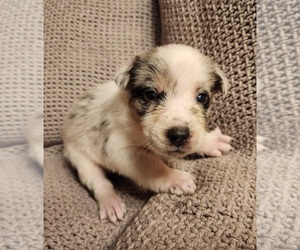 Texas Heeler Puppy for sale in UTICA, NY, USA