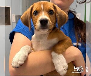 Labbe Dogs for adoption in Washington, DC, USA