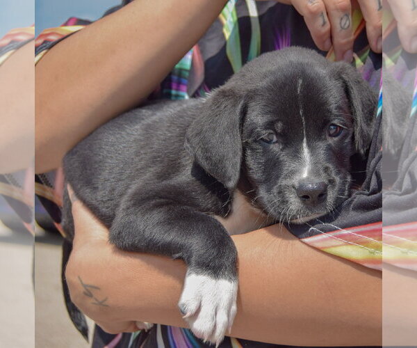 Medium Photo #2 American Bulldog-Chocolate Labrador retriever Mix Puppy For Sale in Huntley, IL, USA