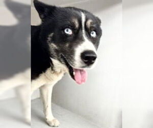 Siberian Husky-Unknown Mix Dogs for adoption in Houston, TX, USA