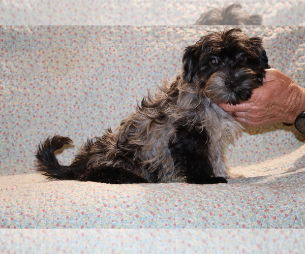 Medium Photo #1 Yorkiepoo mix (+ Poodle Toy) Puppy For Sale in DYERSBURG, TN, USA