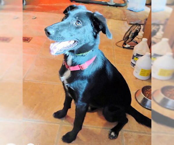 Medium Photo #3 Border-Aussie Puppy For Sale in Rutherfordton, NC, USA