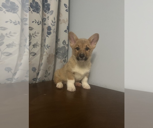 Medium Photo #13 Pembroke Welsh Corgi Puppy For Sale in DURHAM, CT, USA