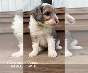 Aussiedoodle Miniature  Puppy for sale in BURLINGTON, MI, USA