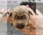 Small Photo #71 Labrador Retriever Puppy For Sale in POCAHONTAS, IL, USA
