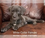 Small #1 Cane Corso