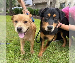 Rottweiler-Unknown Mix Dogs for adoption in The Woodlands, TX, USA