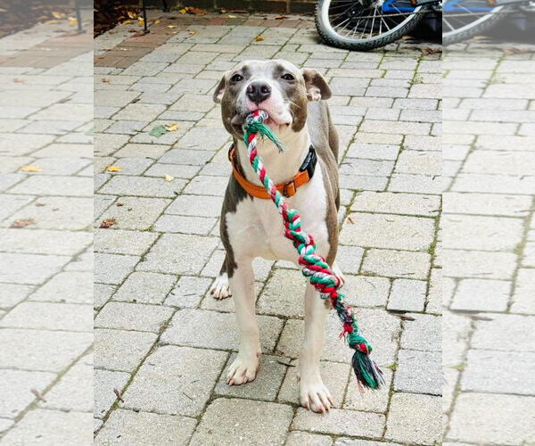 Medium Photo #9 American Pit Bull Terrier-Unknown Mix Puppy For Sale in Derwood, MD, USA