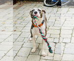 Small #8 American Pit Bull Terrier Mix