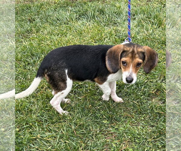 Medium Photo #3 Beagle Puppy For Sale in Batavia, OH, USA
