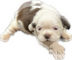 Puppy 1 Shih Tzu