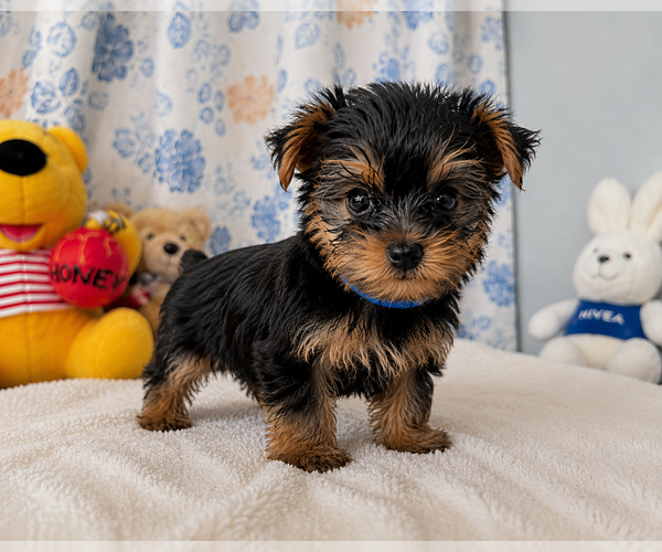 Medium Photo #3 Yorkshire Terrier Puppy For Sale in DURHAM, CT, USA