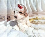 Small #10 Goldendoodle (Miniature)