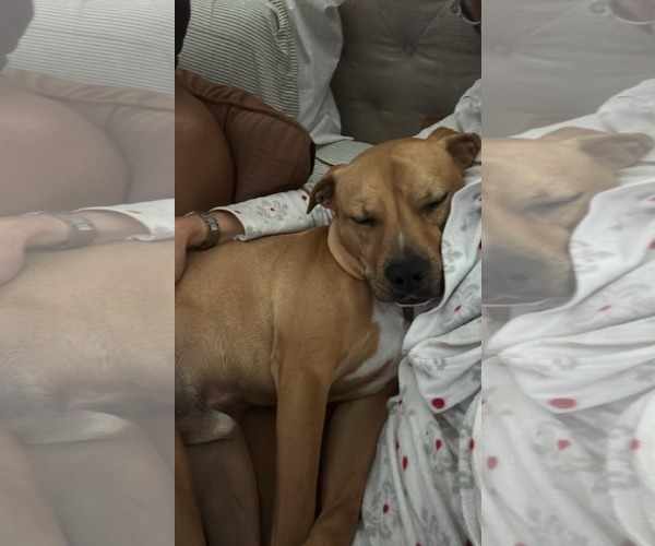 Medium Photo #8 American Pit Bull Terrier-Unknown Mix Puppy For Sale in Germantown, OH, USA