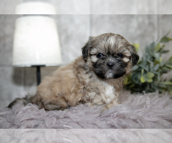 Medium Photo #3 Shih Tzu Puppy For Sale in CLARE, MI, USA
