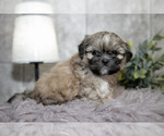 Small Photo #3 Shih Tzu Puppy For Sale in CLARE, MI, USA