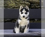 Small Photo #2 Siberian Husky Puppy For Sale in KINZERS, PA, USA