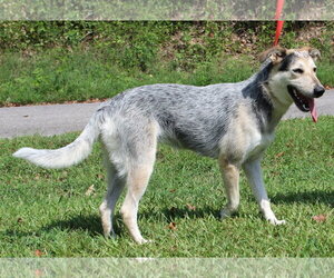 Sadie 42953 - Female Siberian Husky-Unknown Mix Dog for Adoption - Photo #3