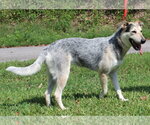 Small Photo #3 Siberian Husky-Unknown Mix Puppy For Sale in Prattville, AL, USA