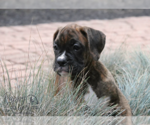 Boxer Puppy for sale in SHIPSHEWANA, IN, USA
