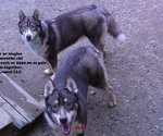 Small Photo #3 Siberian Husky Puppy For Sale in LAURENS, SC, USA