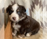 Small #2 Miniature Australian Shepherd