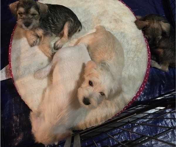 Medium Photo #1 Schnauzer (Miniature) Puppy For Sale in PETAL, MS, USA