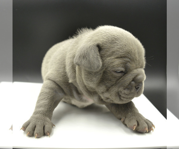 Medium Photo #3 French Bulldog Puppy For Sale in PASCO, WA, USA