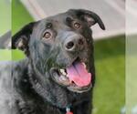 Small #1 Labrador Retriever Mix