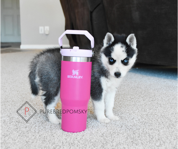 Medium Photo #2 Pomsky Puppy For Sale in KANSAS CITY, MO, USA