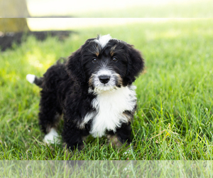 Miniature Bernedoodle Puppy for sale in SHIPSHEWANA, IN, USA