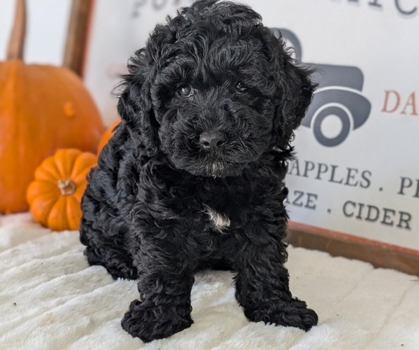 Medium Photo #24 Poodle (Miniature) Puppy For Sale in GOSHEN, IN, USA