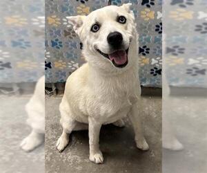Carolina Dog-Siberian Husky Mix Dogs for adoption in Rosenberg, TX, USA