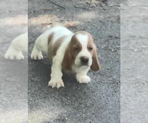 Medium Basset Hound