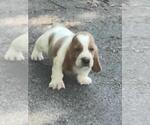 Small Basset Hound