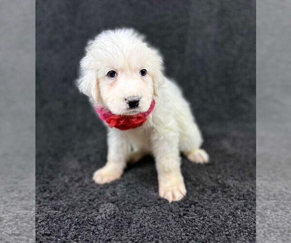 Medium Photo #2 Great Pyrenees-Unknown Mix Puppy For Sale in Grafton, WI, USA