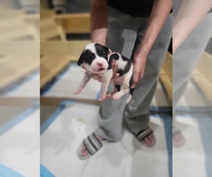 American Pit Bull Terrier Puppy for sale in ALBUQUERQUE, NM, USA