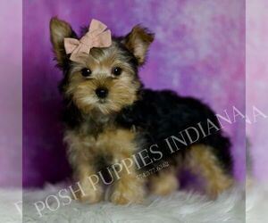 Medium Yorkshire Terrier