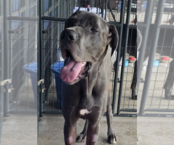 Medium Photo #2 Great Dane Puppy For Sale in Palm Beach, FL, USA