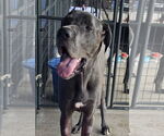 Small #1 Great Dane