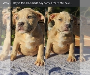 American Bully Puppy for sale in SANDERSVILLE, GA, USA