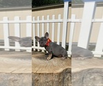 Small Photo #10 French Bulldog Puppy For Sale in WATAUGA, TX, USA