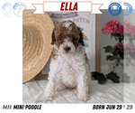 Small #12 Poodle (Miniature)