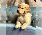 Puppy Miss Purple Golden Retriever