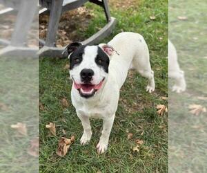 American Pit Bull Terrier Dogs for adoption in Riverside, CA, USA
